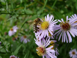 La croix blanche