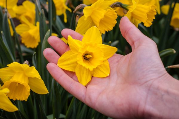 Circuit des Jonquilles