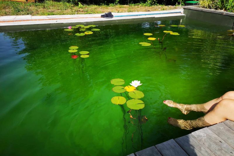 piscine naturelle fallot Isle Bouzon