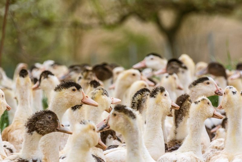 Ferme du Bioule_Pessoulens