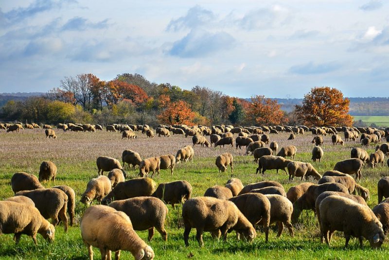 Fête de la transhumance_Cologne