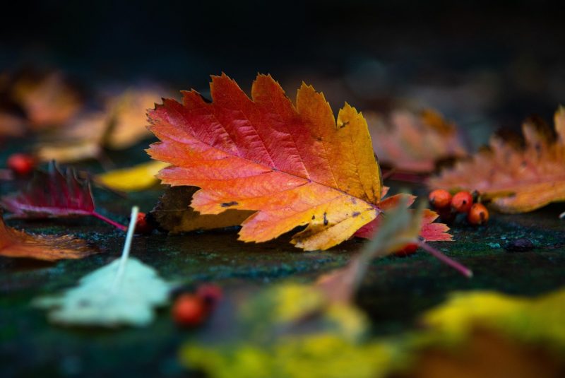 Repas de la Saint-Martin_Mansempuy